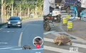 市民目击陆龟在武汉过斑马线,动物园:非园区出逃动物