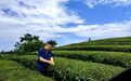 从笔尖到茶尖:杨司南与他的头条茶江湖