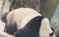 动物园打针打瘸大熊猫后腿?园方回应