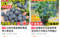 阳台新顶流来了!盆栽蓝莓怎么种,专家这么说