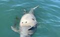 大连海域发现带圆孔的江豚尸体,疑是鱼枪所致,专家:死因尚不好判断