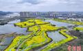 四川眉山岷江边千亩油菜花绽放