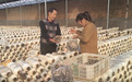 山西太原:小平菇撑起致富产业