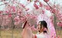 云南宜良4000亩樱花绽放游人如织