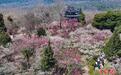 南京梅花山姹紫嫣红春意盎然