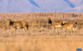 黄河湿地 呦呦鹿鸣