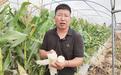 南繁基地里的“甜蜜事业”——中国农科院特产所培育鲜食玉米新品种背后的故事