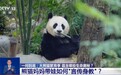 一问到底丨大熊猫繁育季 蕴含哪些生命奥秘?