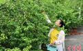 广西毛南山乡万亩青梅成熟 打造特色产业促振兴