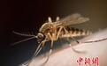 中新健康丨为什么胖人更招蚊子?