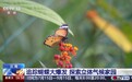 探秘“蝴蝶谷” 小翅膀撬动生态经济大产业