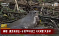 8只河狸2天建好捷克拖了7年的水坝,省下3000万克朗