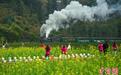 四川犍为早季油菜花陆续盛开吸引游客
