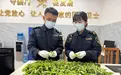 男子手拎981株罂粟苗入境云南被查,清点时铺满海关查验台