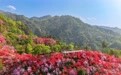安徽岳西:杜鹃花开醉游人