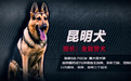 公安部部署打造中国警犬自主品牌,一起了解“昆明犬”