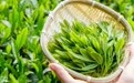广西六堡茶国家地理标志保护示范区通过验收