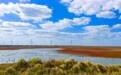 江苏东台:初冬条子泥湿地美如画