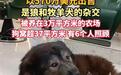 印度富豪花4000多万买狗,雇6个人一起照顾,世界最贵的狗身价达27亿元