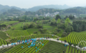 重庆秀山:茶园采茶乐享假期