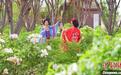 宁夏贺兰:牡丹花香引客来