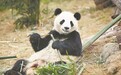 大熊猫来福州了 这次是5只