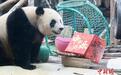 北京动物园大熊猫“吉年”“福将”中秋节与游客见面