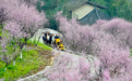坐上这列“小火车”能穿越烂漫花海
