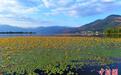 四川西昌邛海:荇菜花开出金色花海