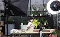 绿植成年轻人“新潮玩”生活美学改写产业生态