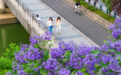 蓝花楹盛开 重庆南川街头点燃紫色浪漫