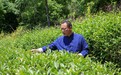 徐秋生:“曦瓜”背后的非遗茶文化守护者
