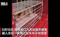 海口警方回应赤裸幼童被关铁笼，当务之急是救救孩子
