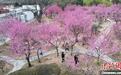 河北石家庄:游人享“梅”好时光
