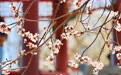 北京颐和园:西堤桃花始盛开