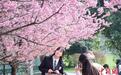 相约春天赏樱 武汉静待全球“赏花客”