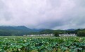 瞰江西!雨霁莲乡千顷碧莲香氤氲入画来
