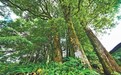 古村落里有片“宝树林”(古树的故事)