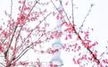 共赴樱花之约 武汉公布221处赏樱点