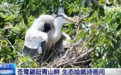 鹭鸟翩跹青山绿水间尽显生态之美 神州大地铺展夏日生机画卷