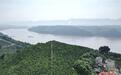 海外华文媒体参观重庆忠县“三峡橘海”了解美丽田园如何赋能乡村振兴