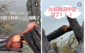摄影师反映大理洱海网红“歪脖子树”多处被锯,管理局:正核查