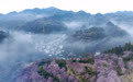 安徽黄山:卖花渔村梅花开#