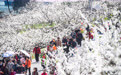 重庆巫山:“花经济”助推脆李产业高质量发展