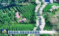 视频 | 春和景明 游客尽享浓浓春意