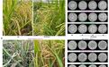 水稻内部“安装空调”!我国科学家破解难题