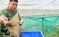 台山龙虱“飞”上餐桌 珠三角食客有口福