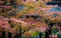灿若云霞 南京栖霞山“枫”景迷人