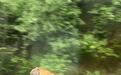 男子称在国道附近偶遇野生东北虎,村干部:那只老虎身形消瘦,20多头牛被咬