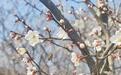 (新春走基层)“十里梅花香雪海”:杭州超山梅花迎较佳观赏期
